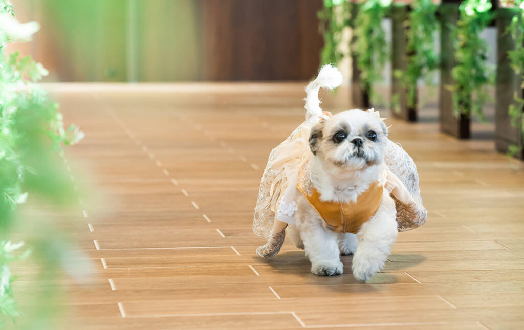 結婚式にぜひリングドッグの演出を！かわいい登場や運び方をご紹介