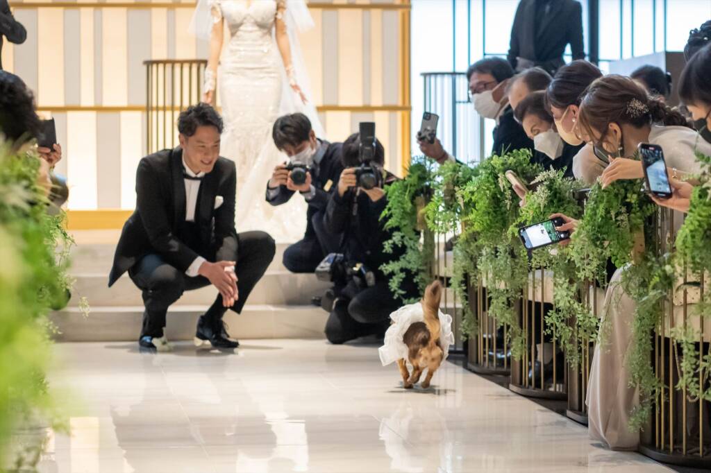 結婚式にぜひリングドッグの演出を！かわいい登場や運び方をご紹介 