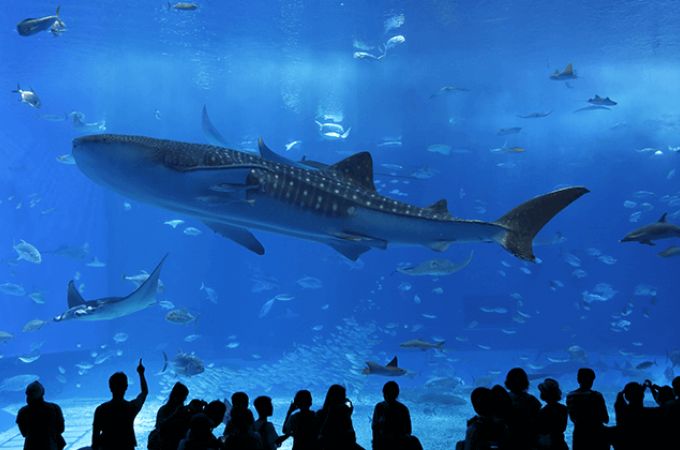 美ら海水族館