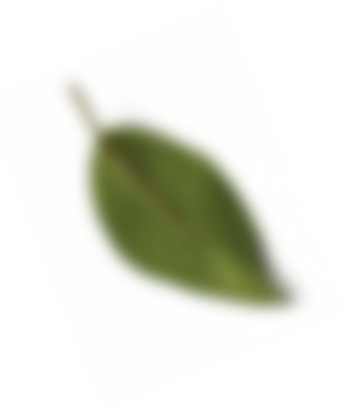 葉
