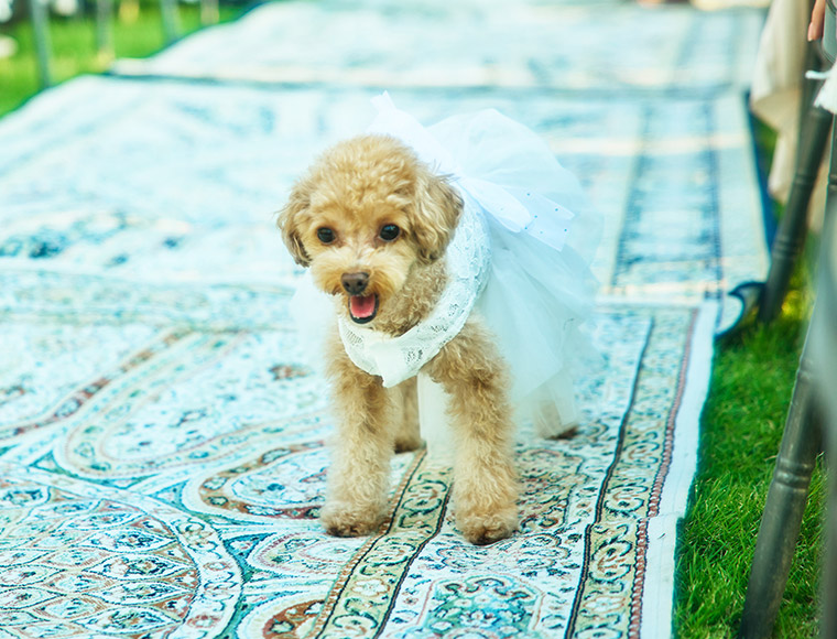 ガーデンチャペル