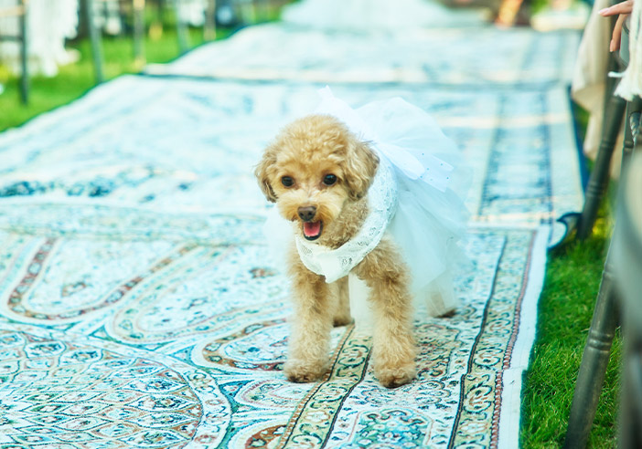 ペットウエディング